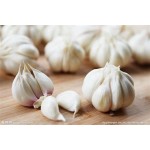 Gansu garlic