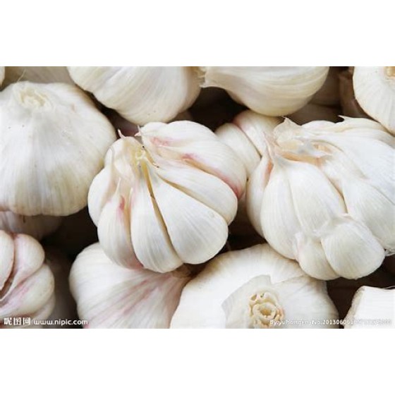 Gansu garlic